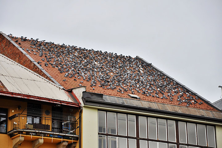 A2B Pest Control are able to install spikes to deter birds from roofs in Mortlake. 