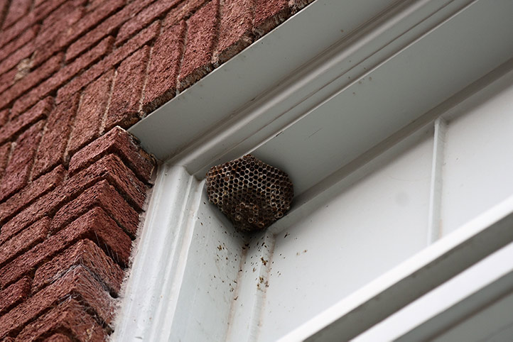 We provide a wasp nest removal service for domestic and commercial properties in Mortlake.